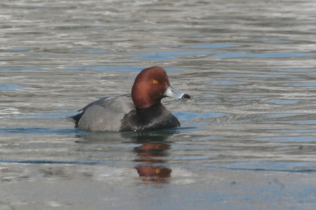 Redhead - ML49559391