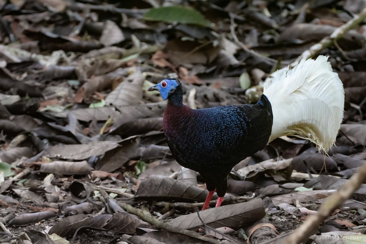 Bulwer's Pheasant - Julien Mazenauer | Ornis Birding Expeditions