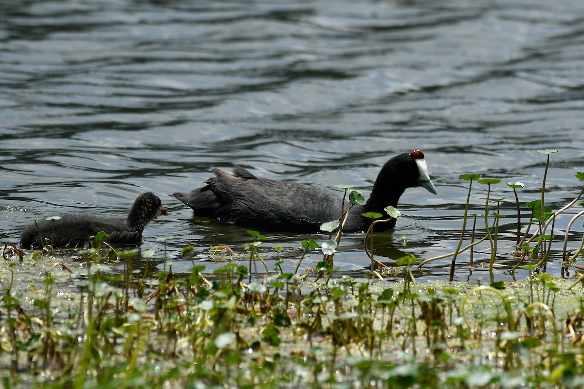 Red-knobbed Coot - Supaporn Teamwong