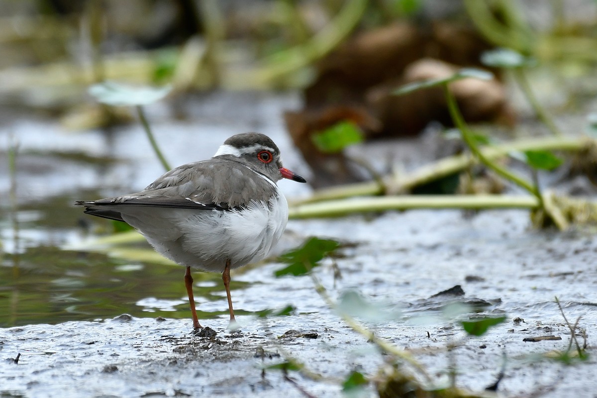 Three-banded Plover - Supaporn Teamwong