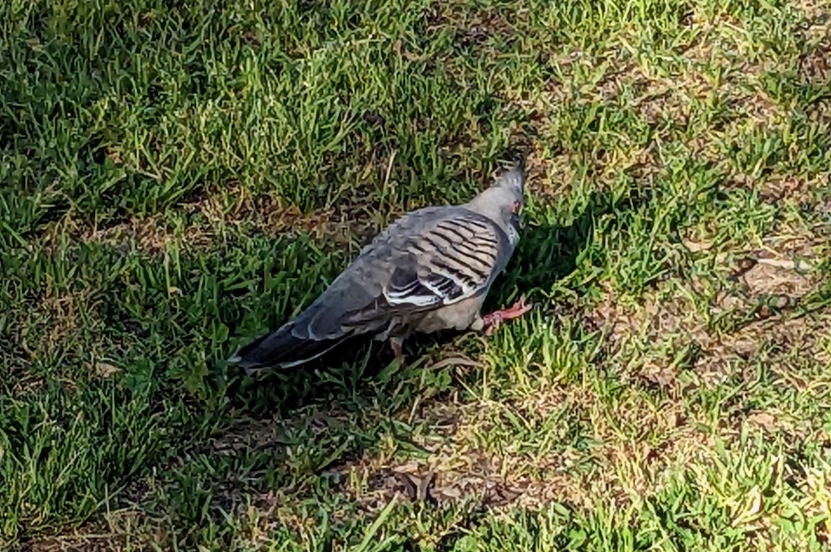 Crested Pigeon - ML495595391