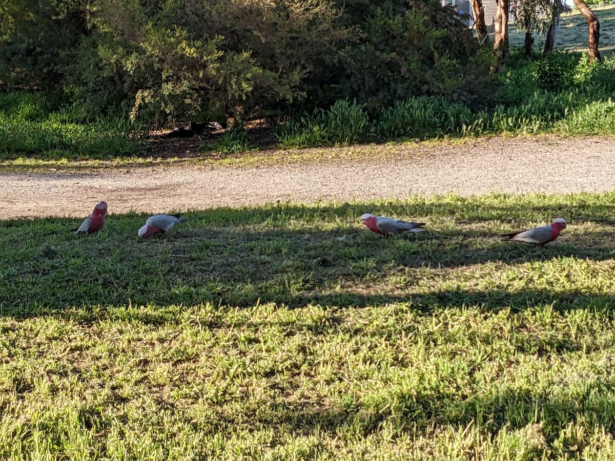 Cacatúa Galah - ML495595401