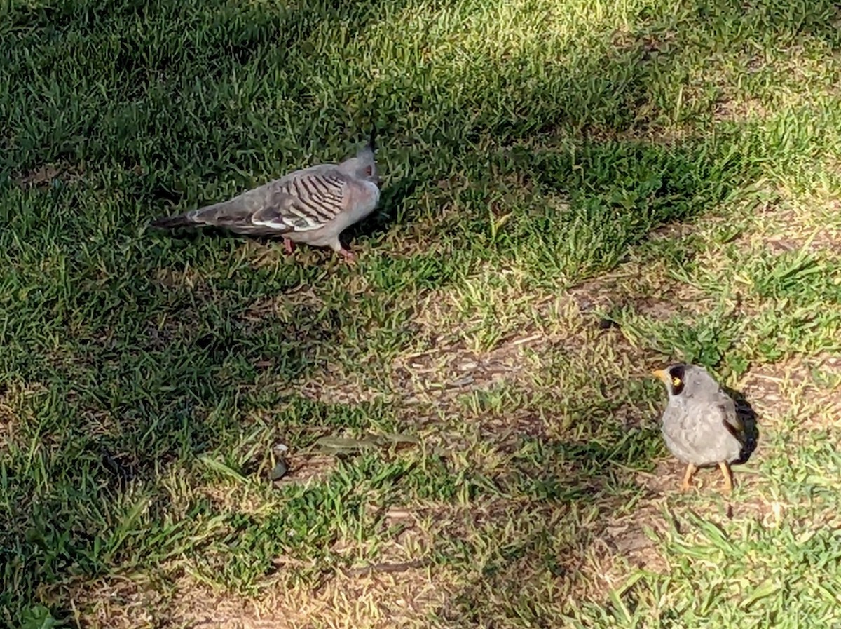 Noisy Miner - ML495595471