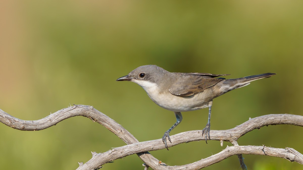 Eastern Orphean Warbler - babur hakarar