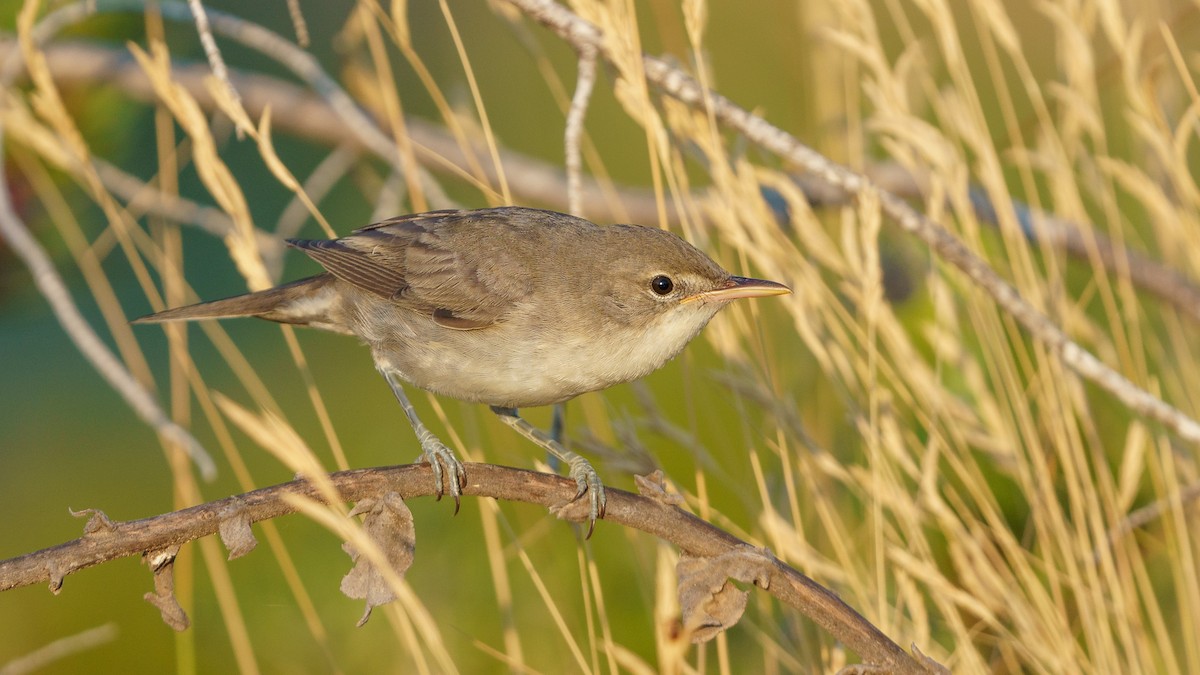 Olive-tree Warbler - ML495595911