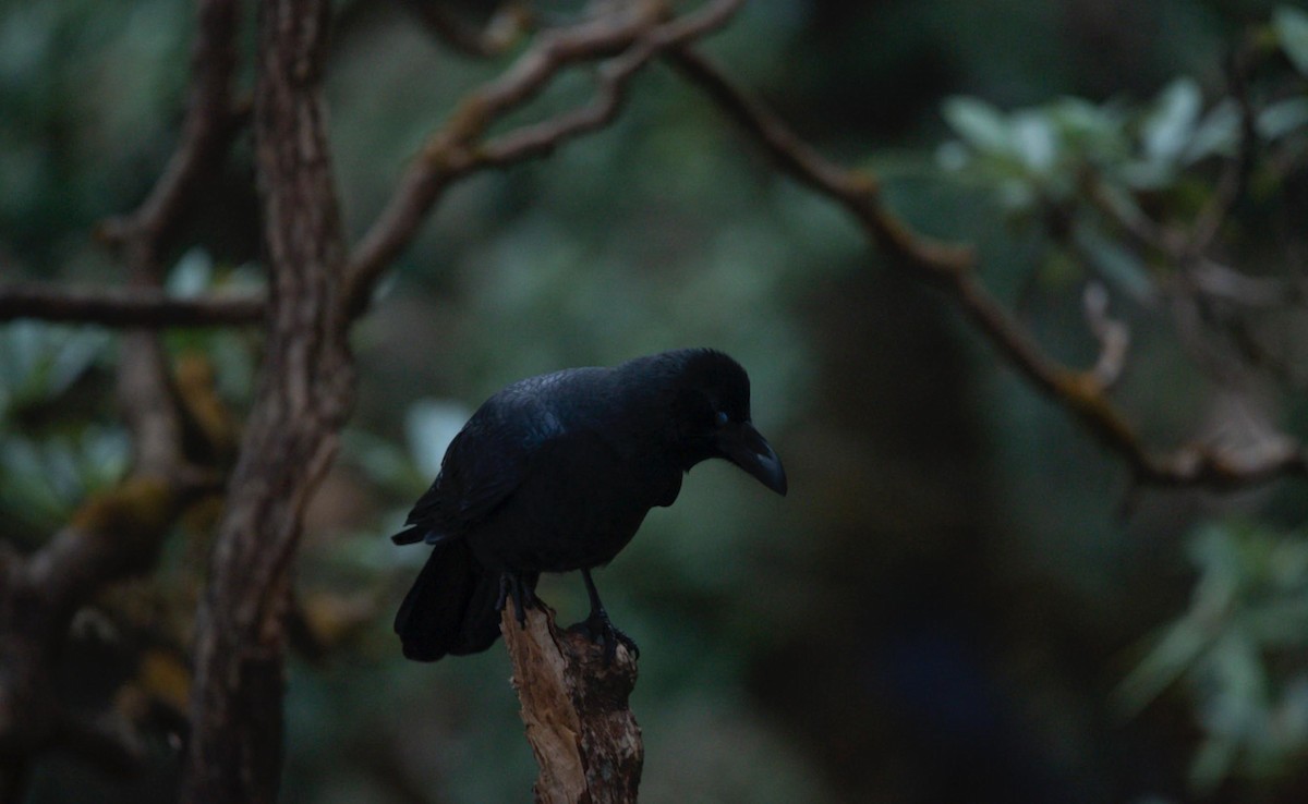 Large-billed Crow - Samanvitha Rao