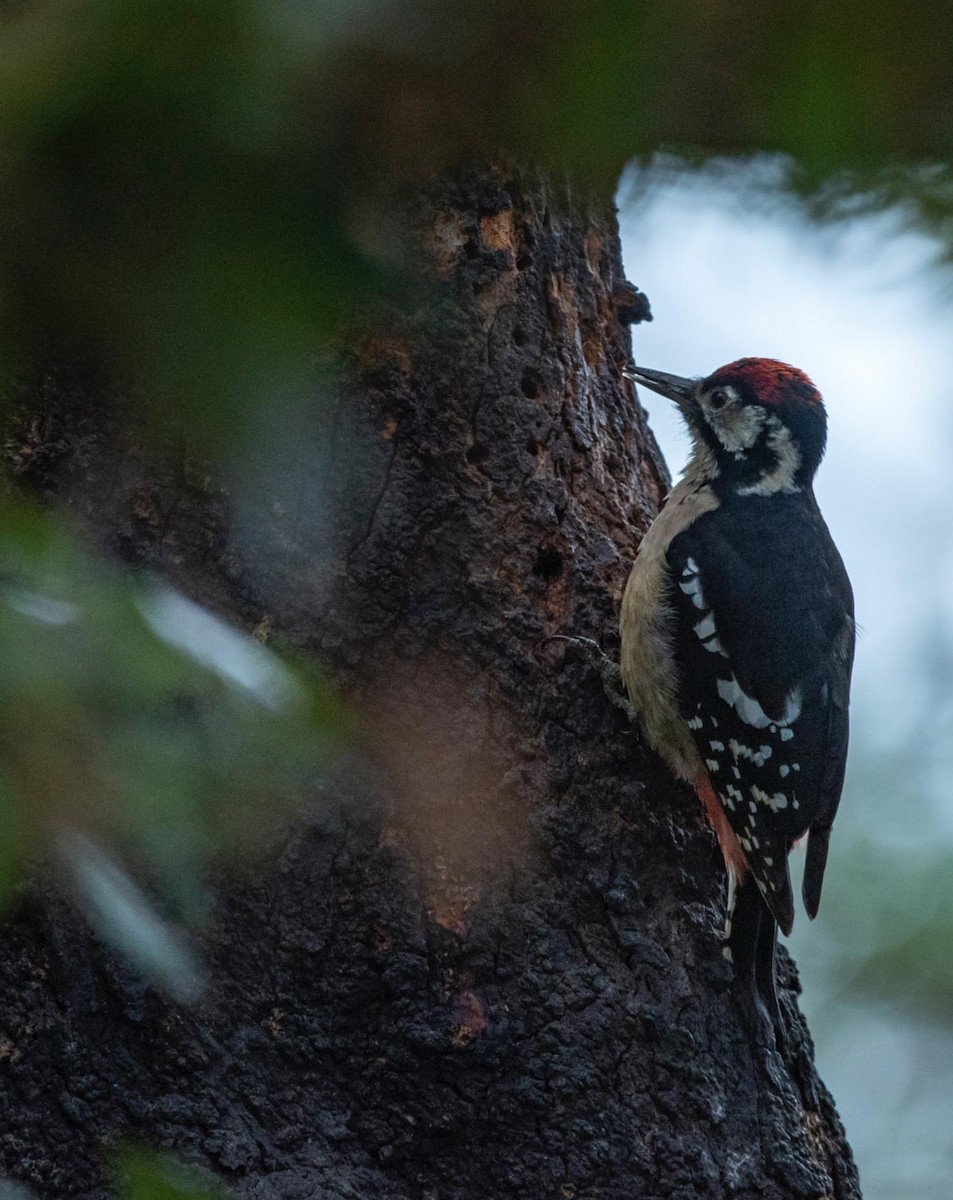 Himalayan Woodpecker - ML495596571