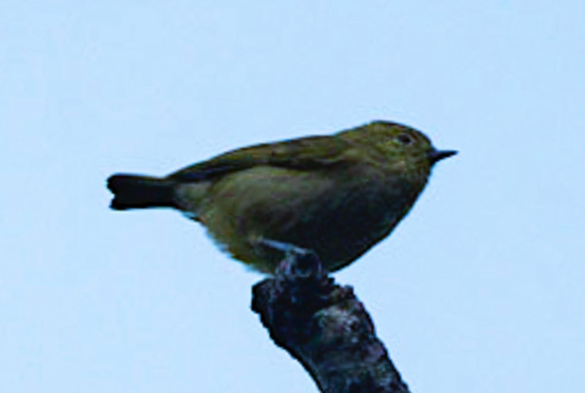 Yellow-browed Tit - ML495596731