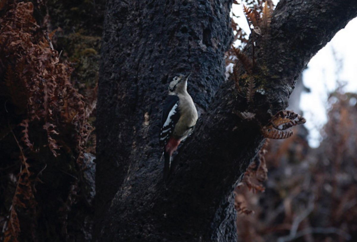 Himalayan Woodpecker - ML495596781