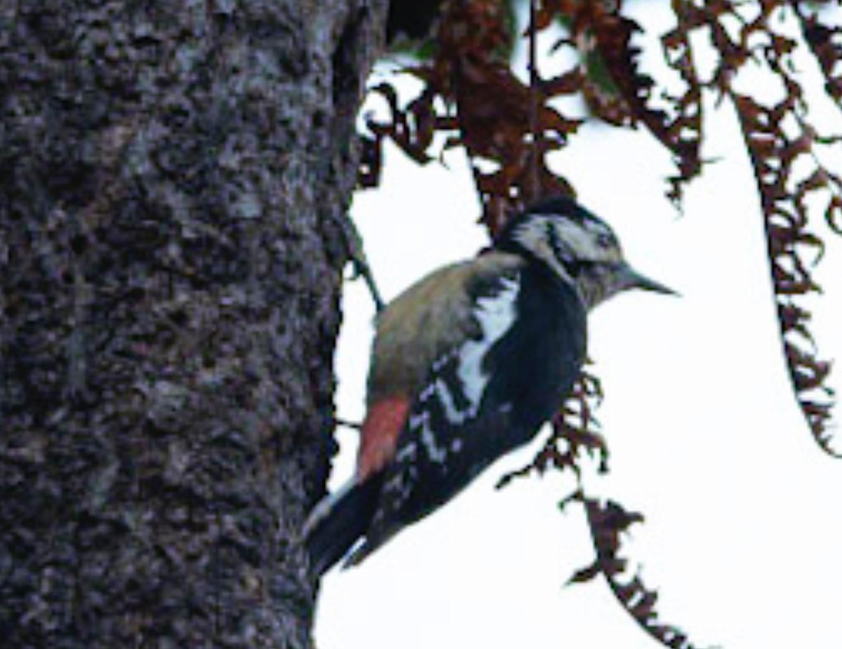 Himalayan Woodpecker - ML495596811