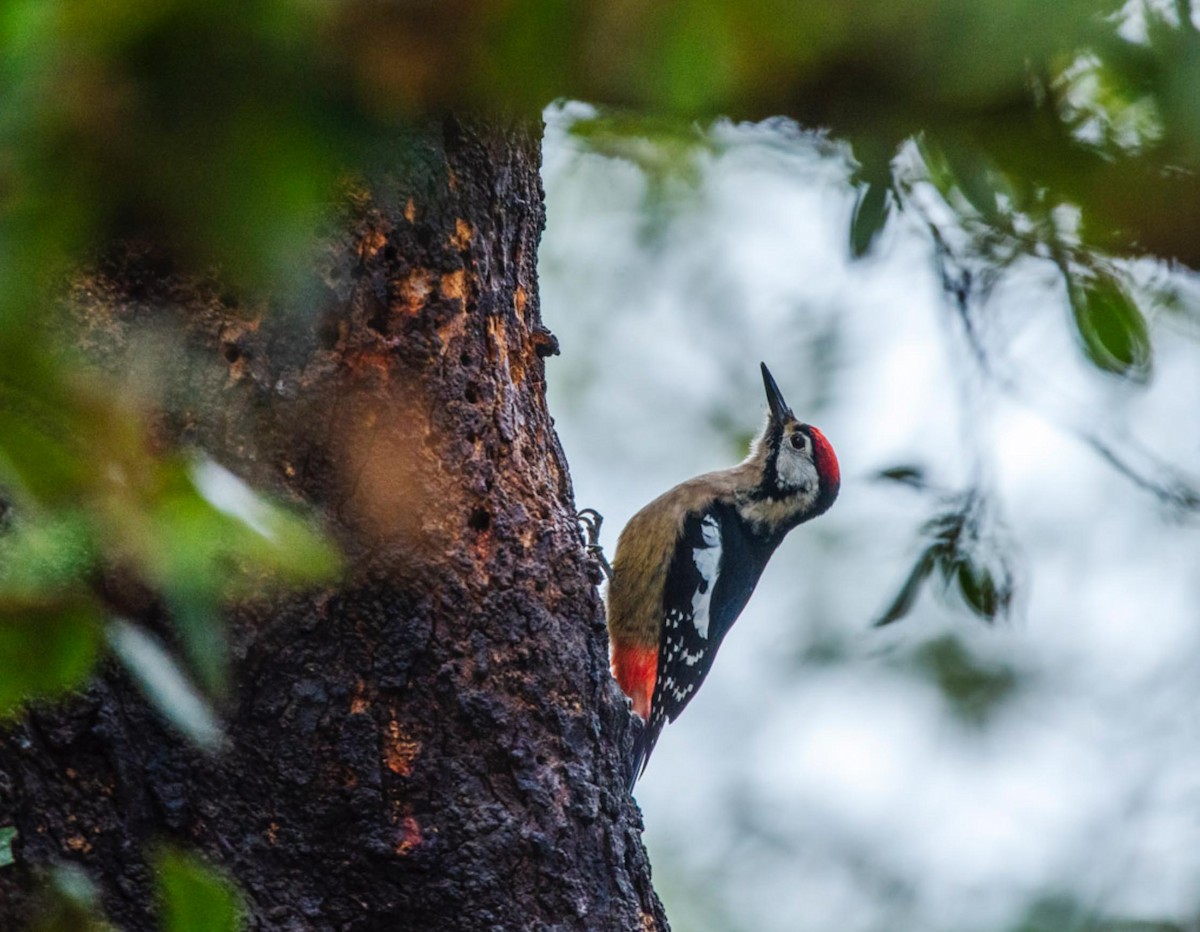 Himalayan Woodpecker - ML495596851