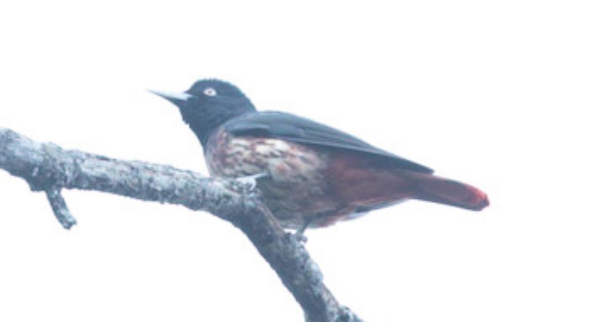 Maroon Oriole - ML495596861