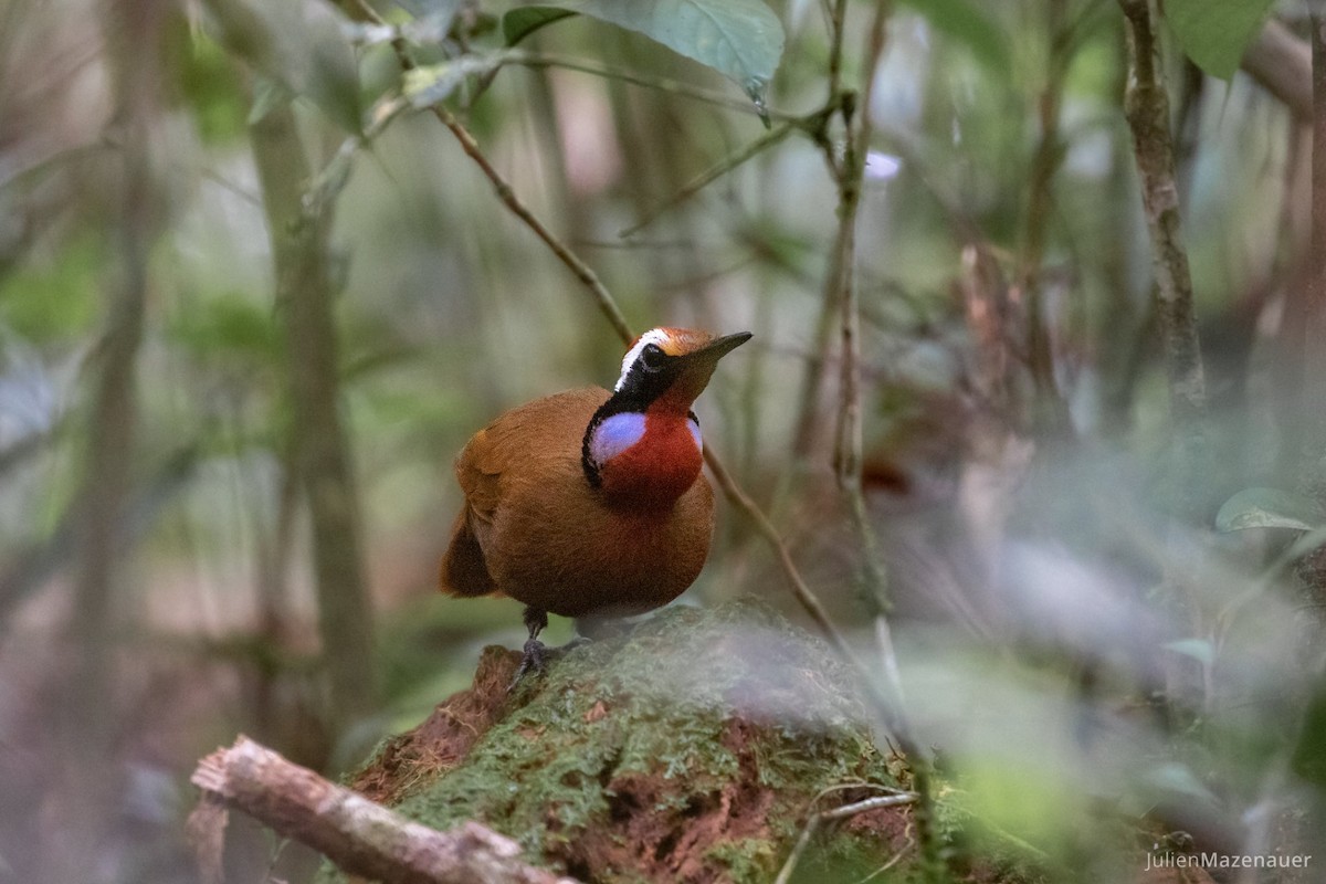 Malaysian Rail-babbler - ML495596971