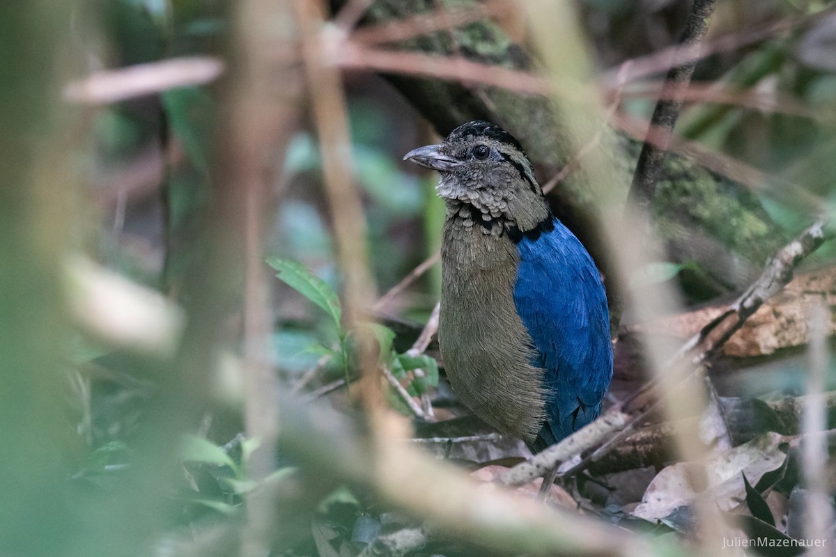 Giant Pitta - Julien Mazenauer | Ornis Birding Expeditions