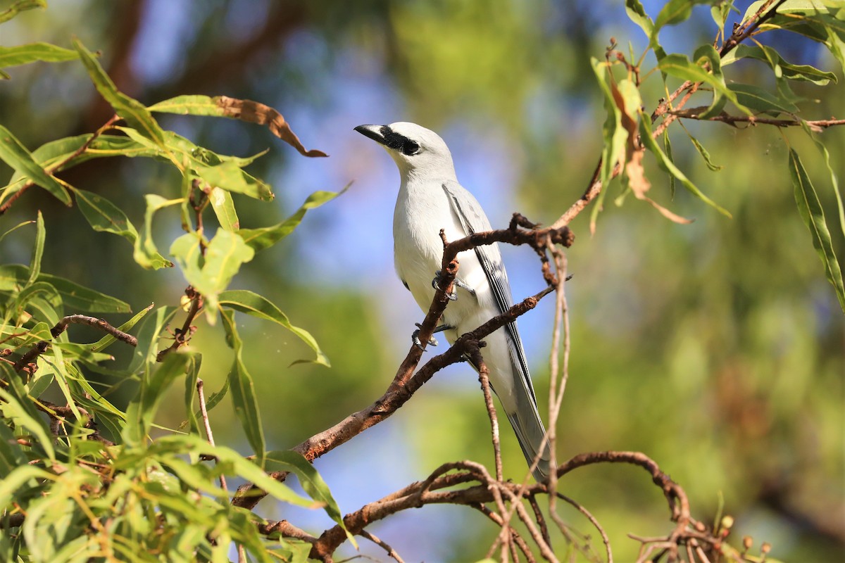 White-bellied Cuckooshrike - ML495597241