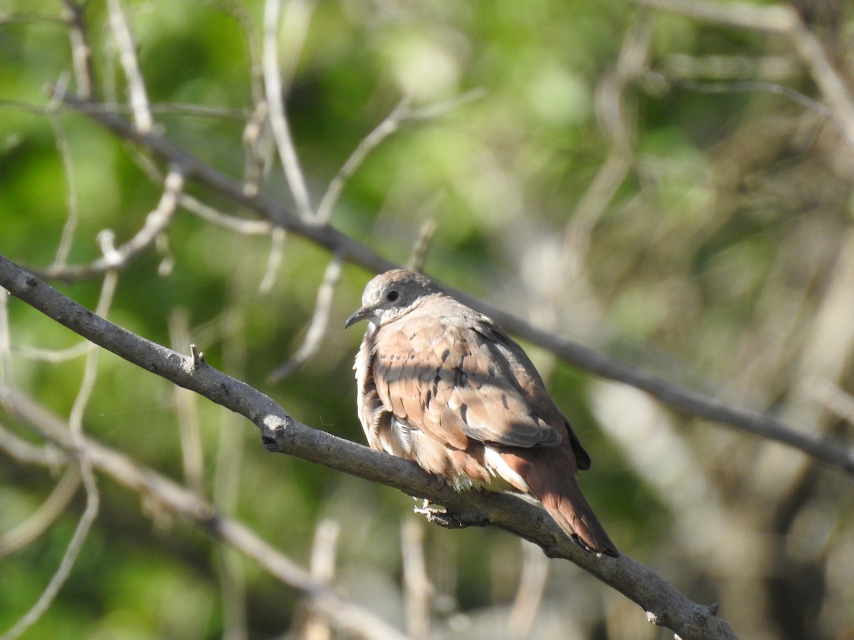 Ruddy Ground Dove - ML495597331