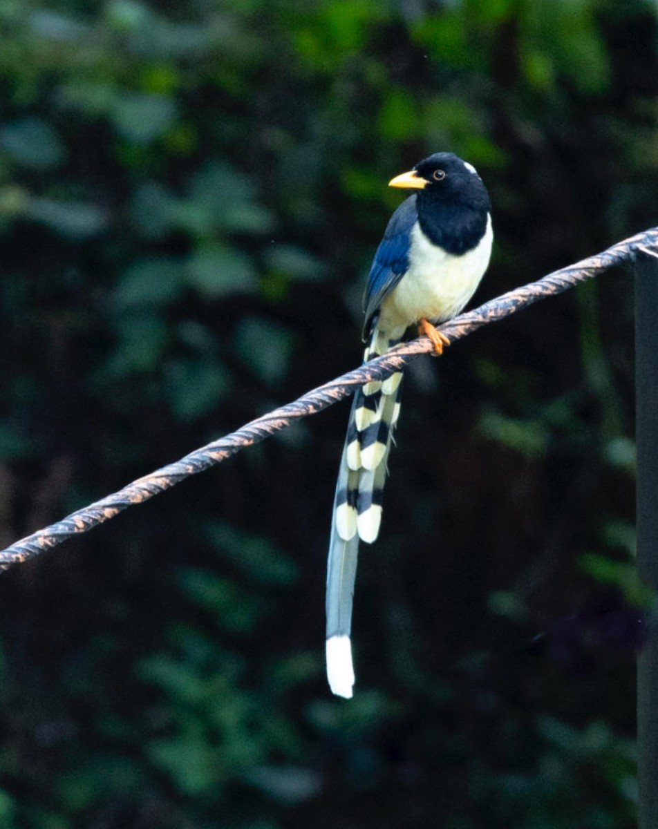 Yellow-billed Blue-Magpie - ML495597661