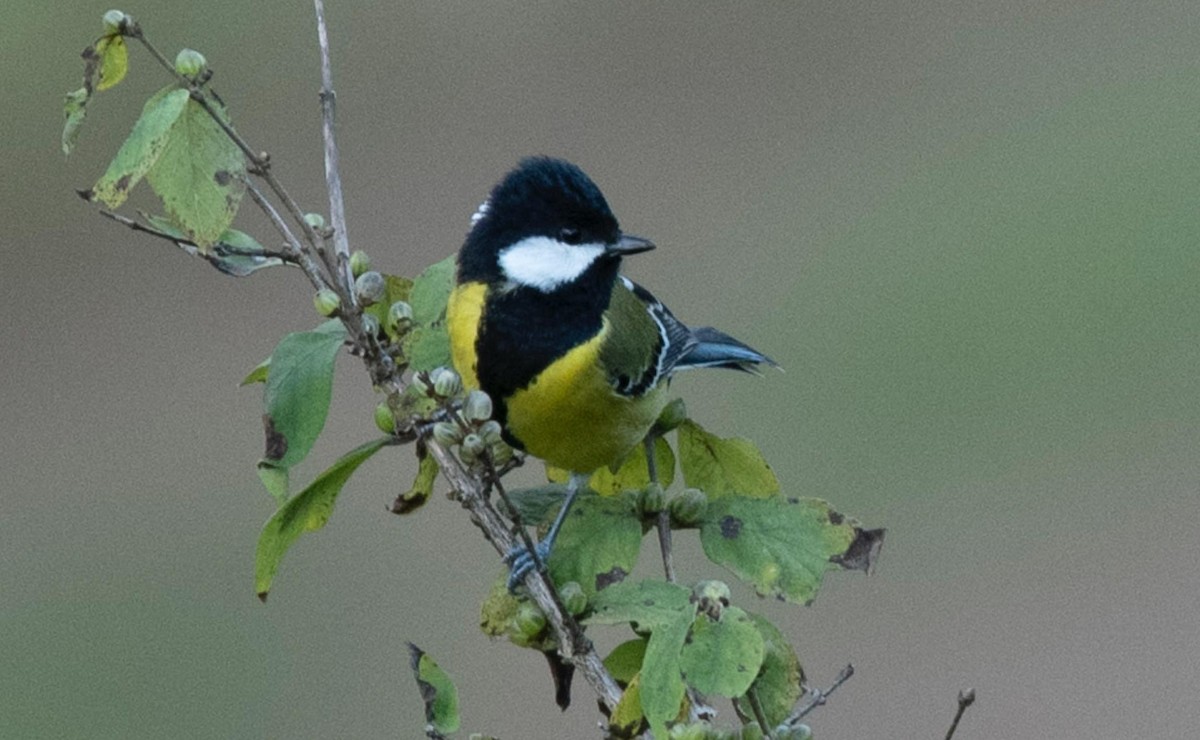 Green-backed Tit - ML495598101
