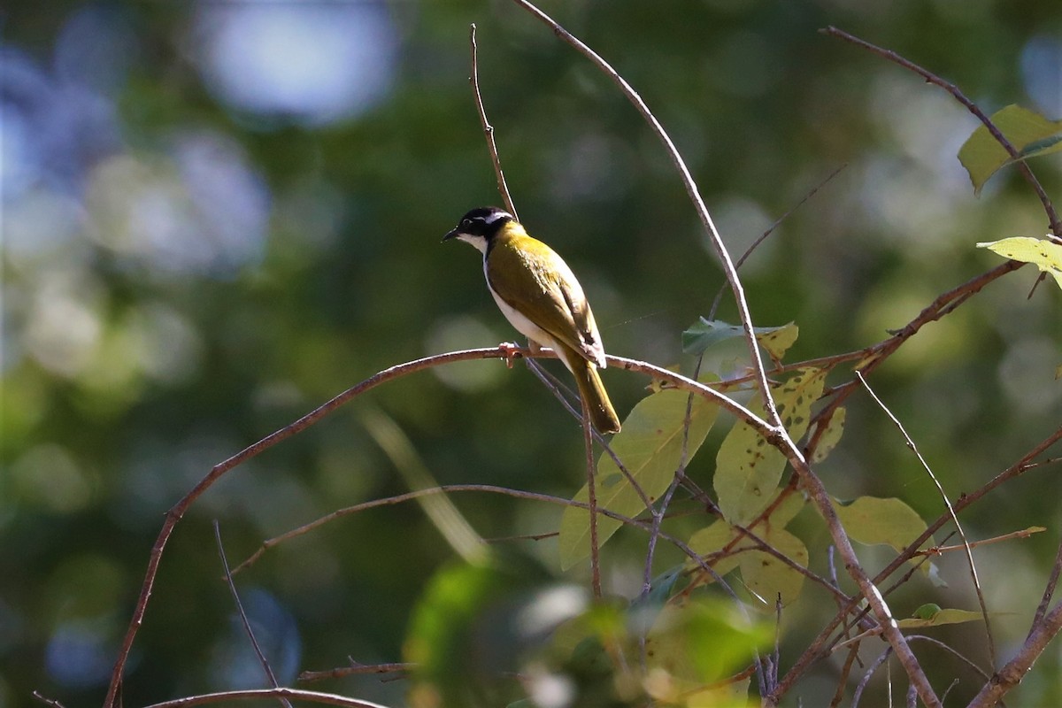 White-throated Honeyeater - ML495598431