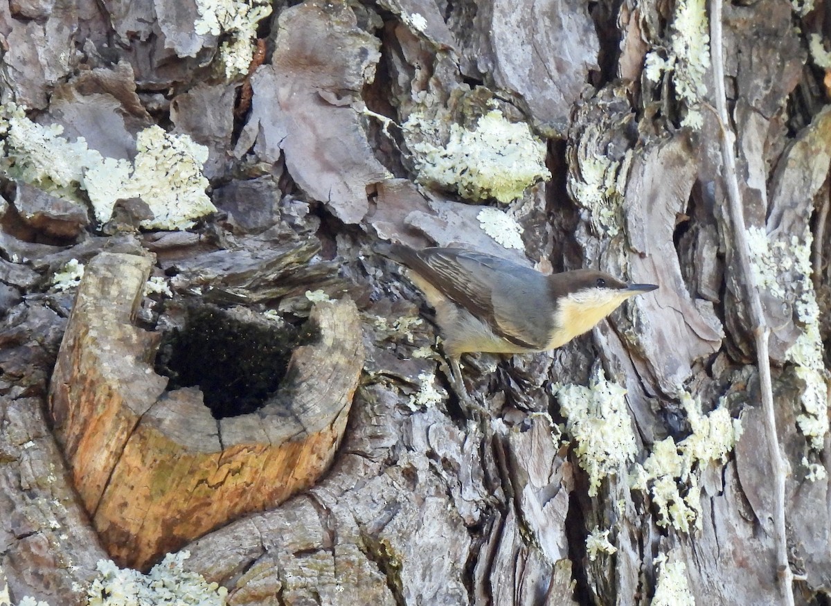 Brown-headed Nuthatch - ML495598451