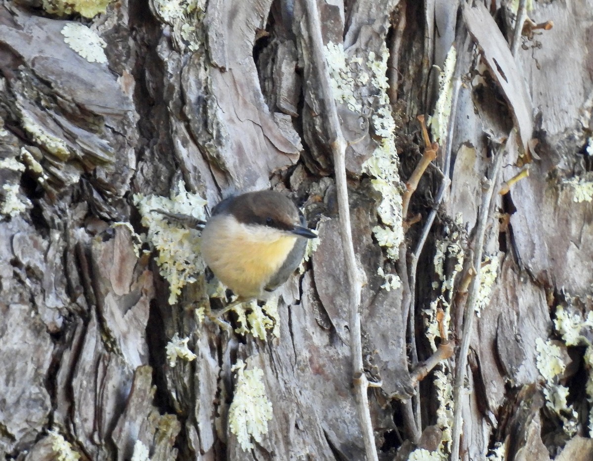 Brown-headed Nuthatch - ML495598461