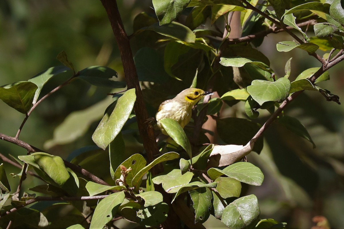 Yellow-tinted Honeyeater - ML495598551