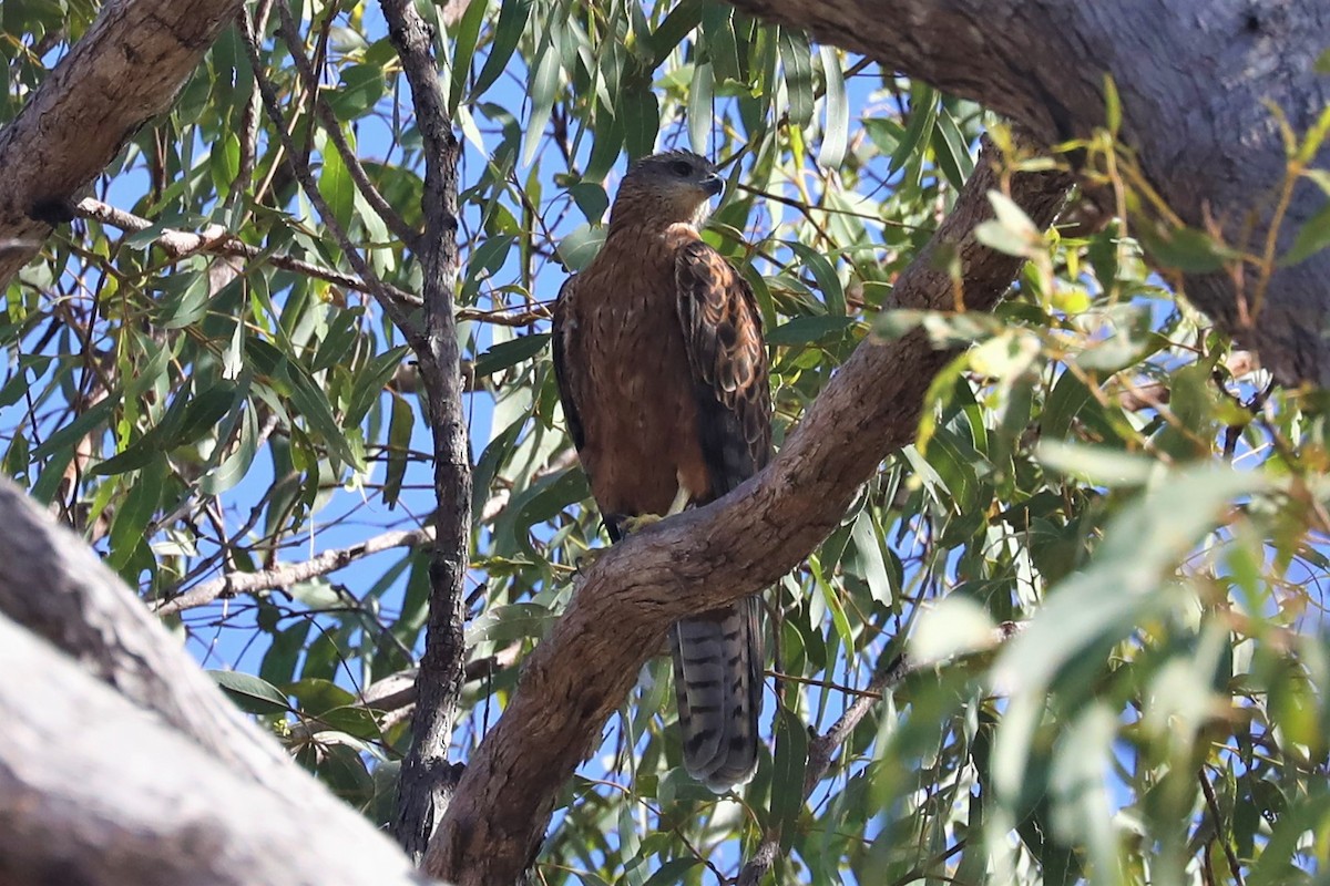 Red Goshawk - Steven Edwards