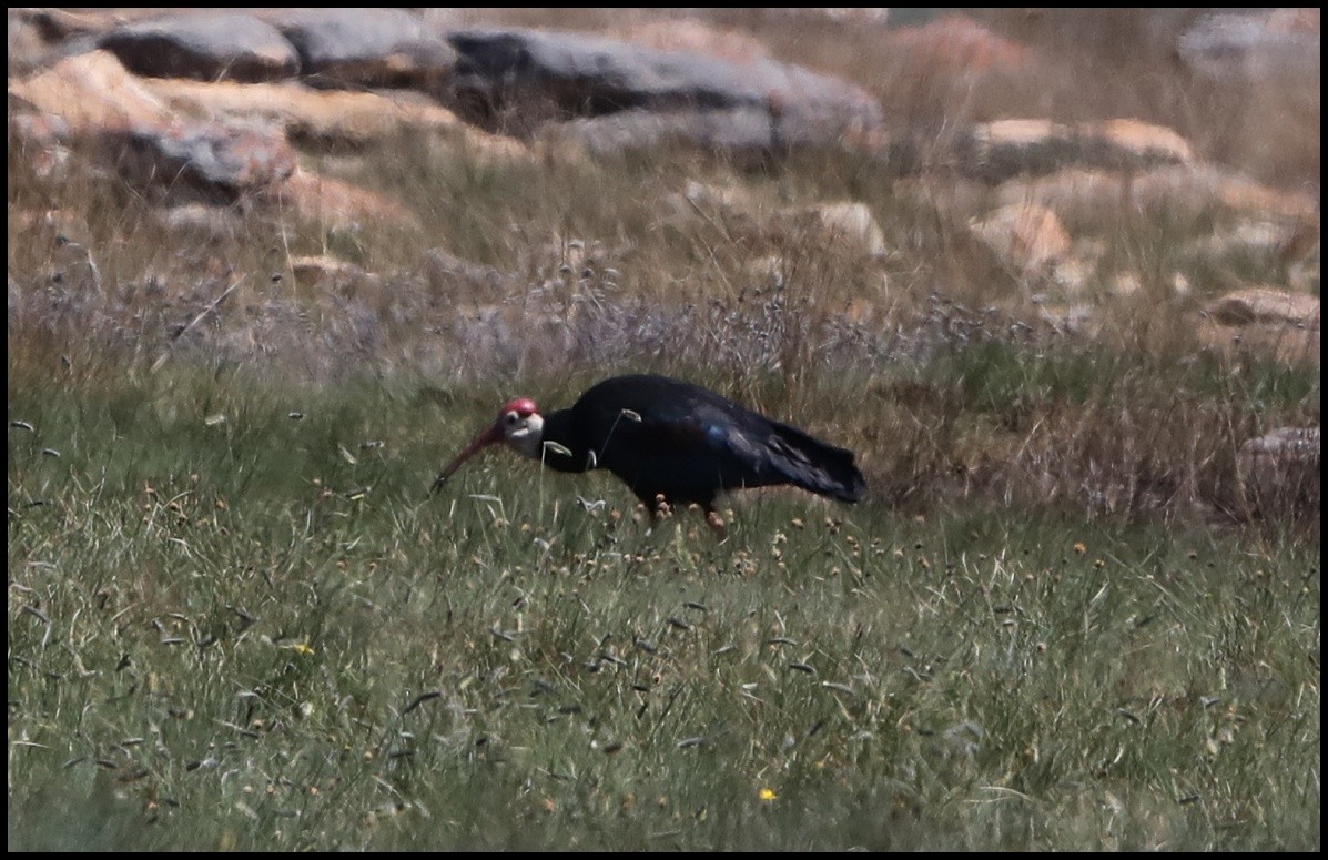 ibis jihoafrický - ML495599201