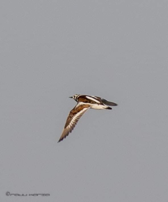 Ruddy Turnstone - ML495599711