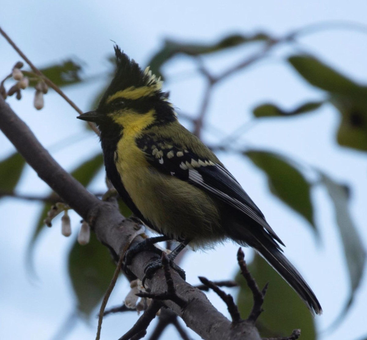 Himalayan Black-lored Tit - ML495600071