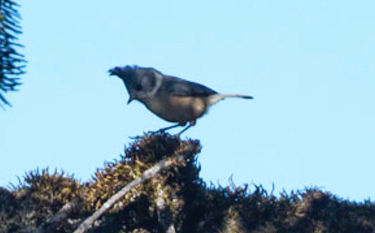 Gray-crested Tit - ML495600181