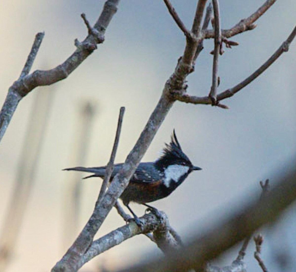 Coal Tit - ML495600211
