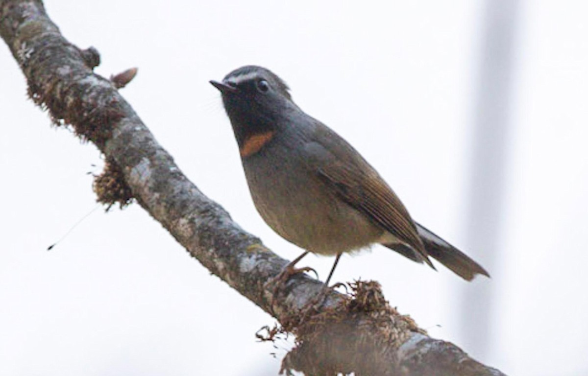 Rufous-gorgeted Flycatcher - ML495600221