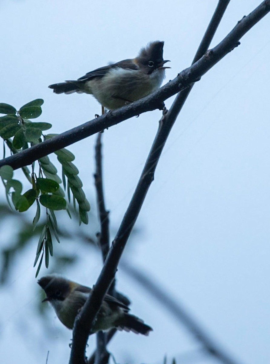 Whiskered Yuhina - ML495600281