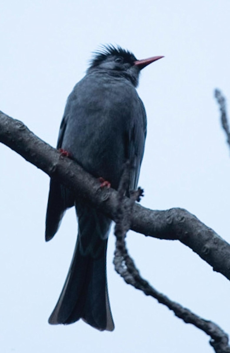 Black Bulbul - ML495600291