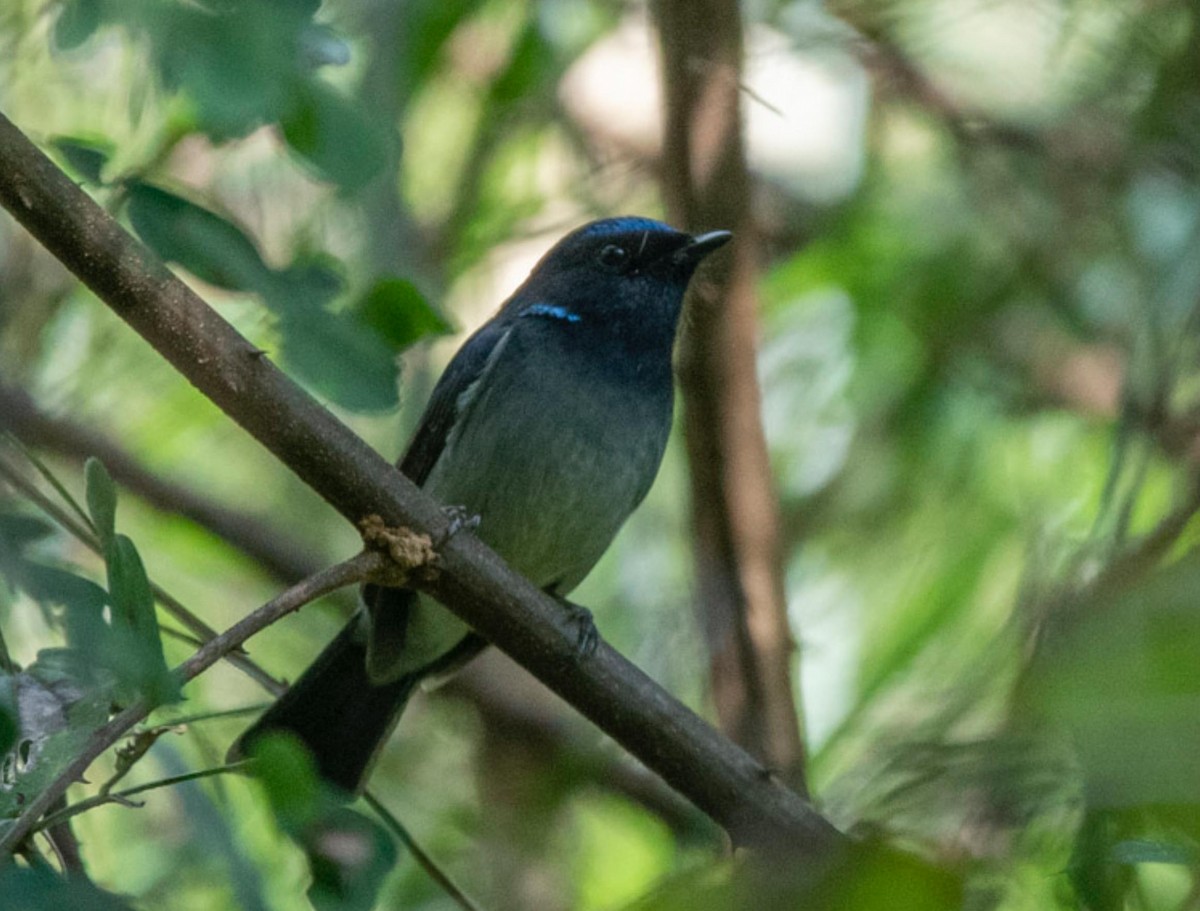 Small Niltava - ML495600411