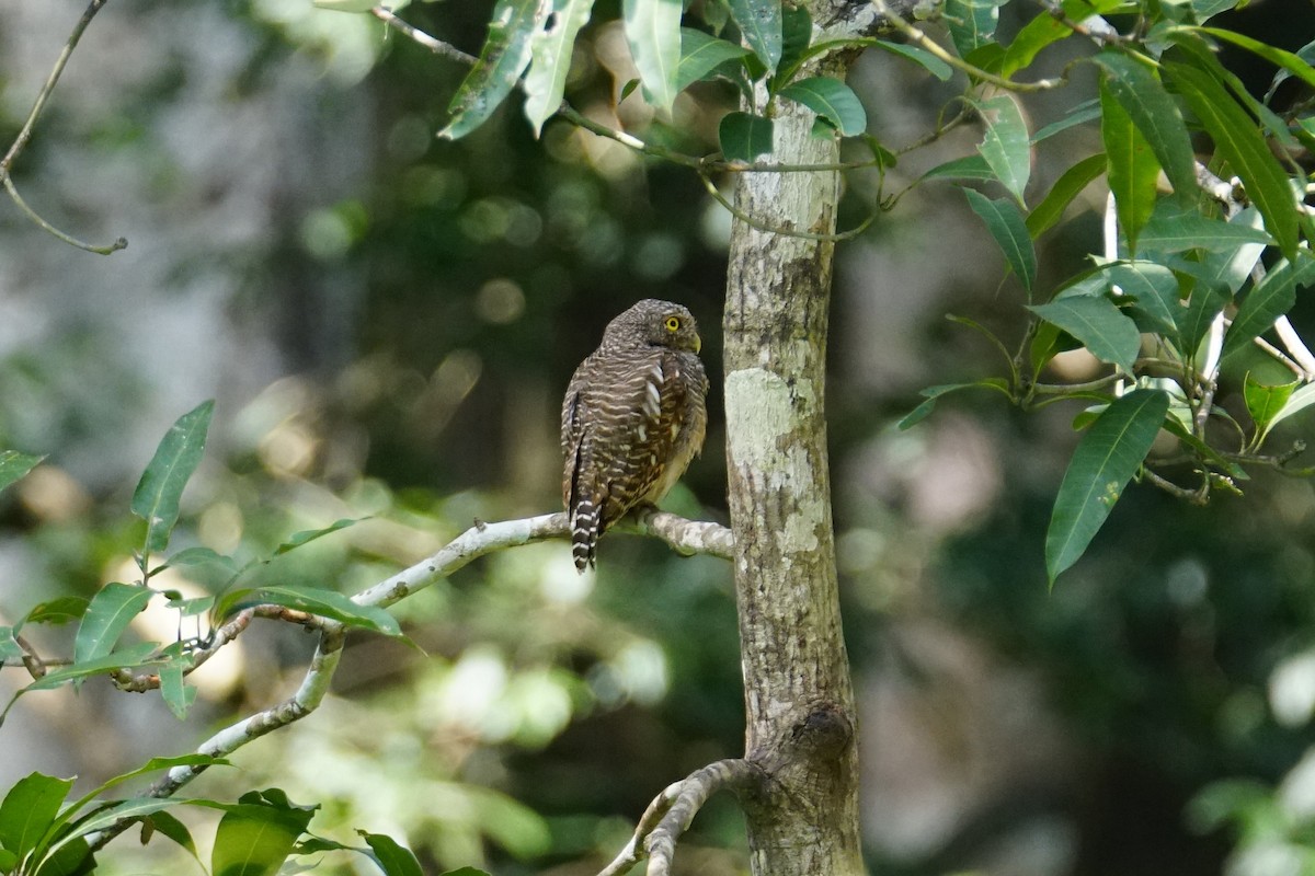 Asian Barred Owlet - ML495600441