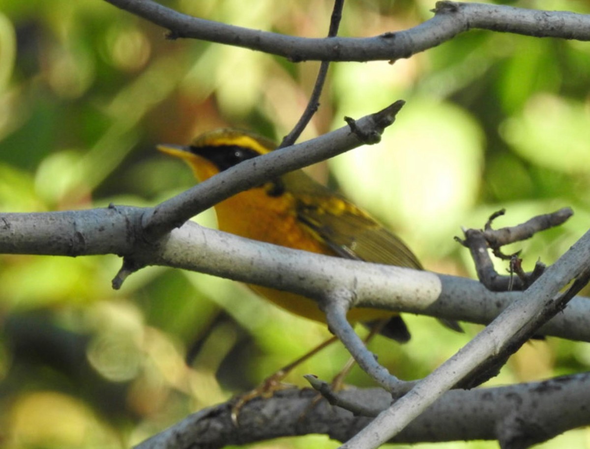 Golden Bush-Robin - ML495601371