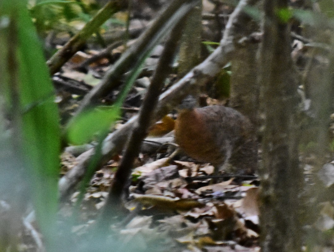 Variegated Tinamou - ML495602231