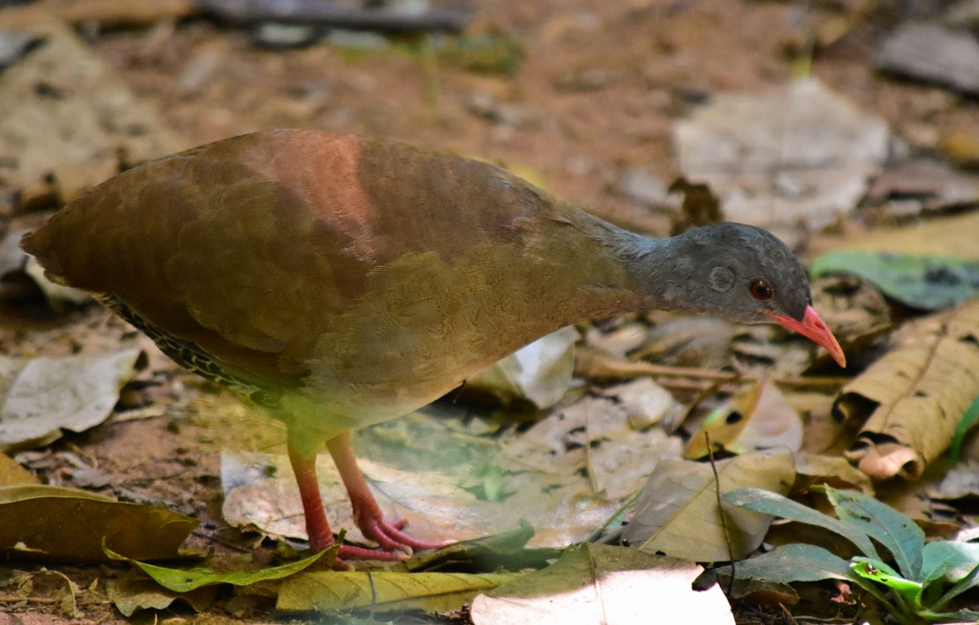 Small-billed Tinamou - ML495602431