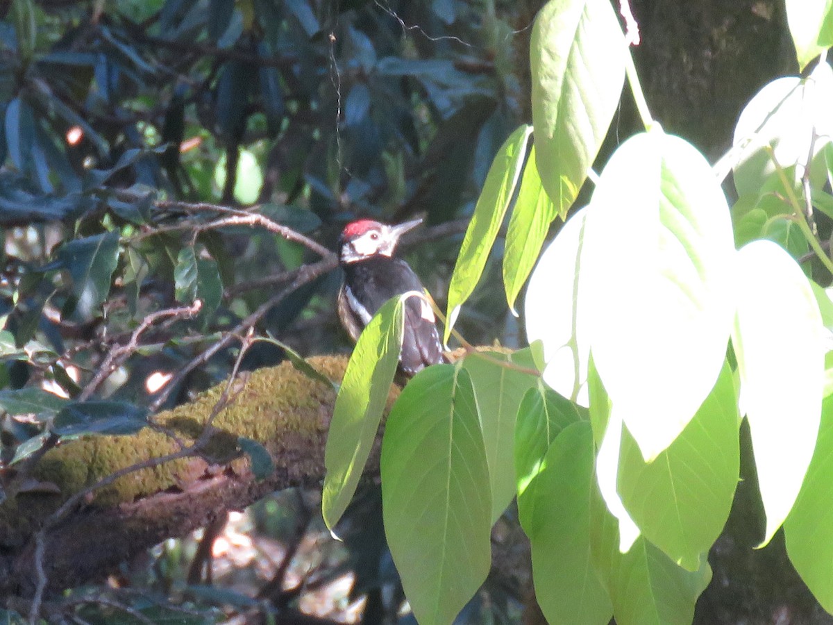 Himalayan Woodpecker - ML495603671