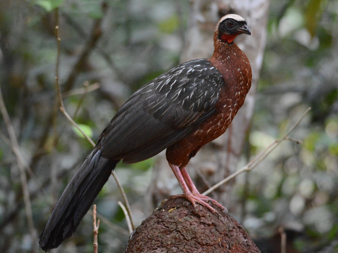 White-crested Guan - Anderson  Sandro