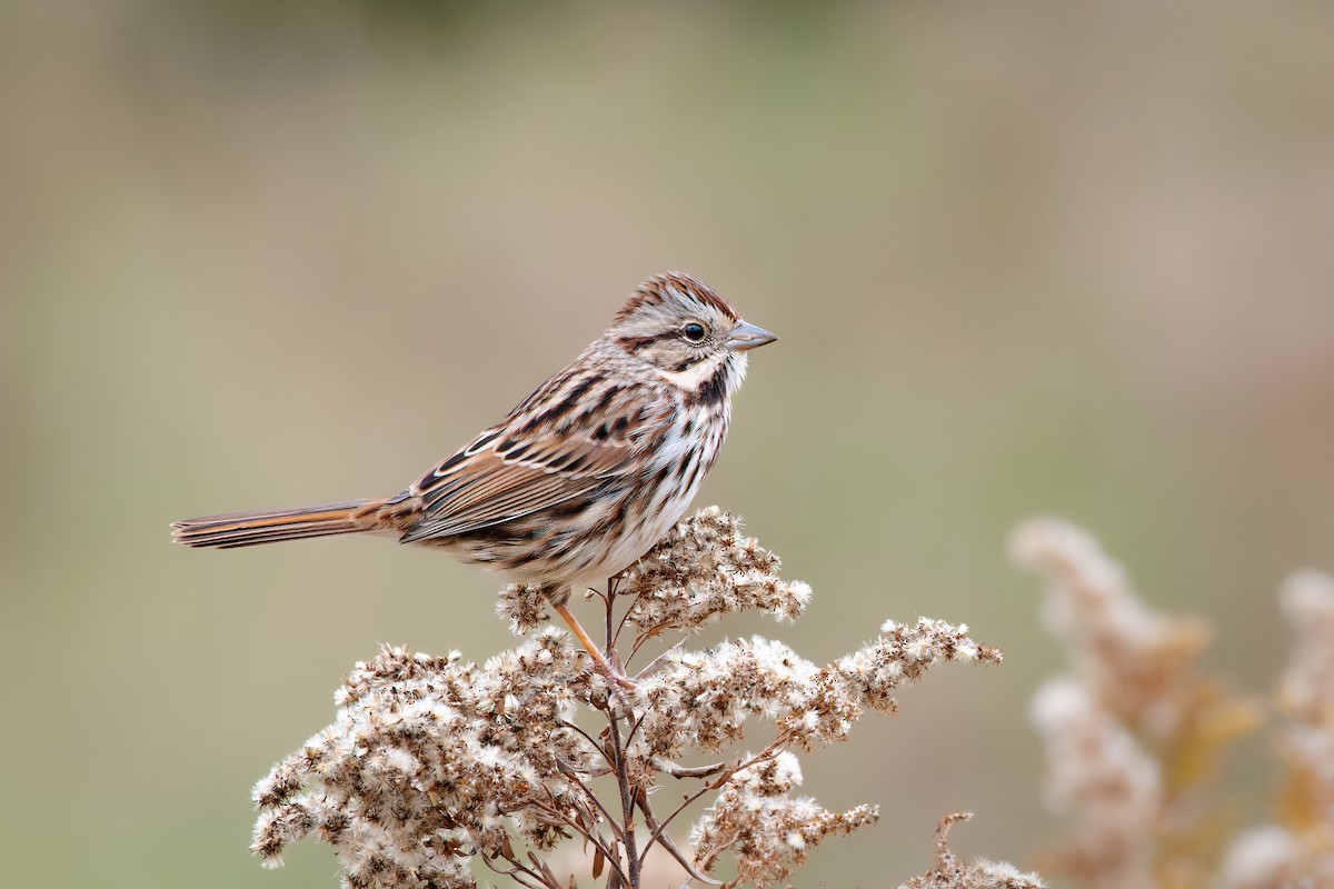 Song Sparrow - ML495604361