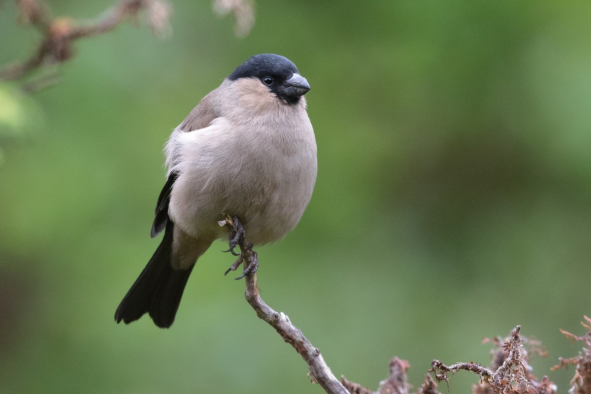Azores Bullfinch - Mathieu Bally