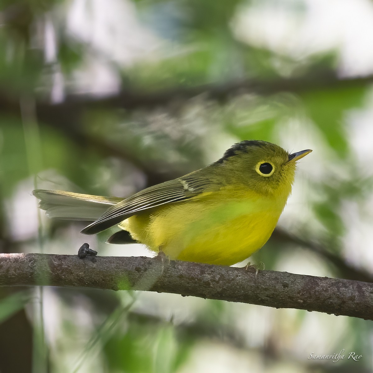 Whistler's Warbler - ML495607391