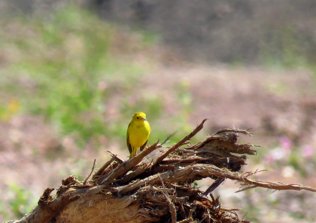 Yellow Warbler - ML49560761