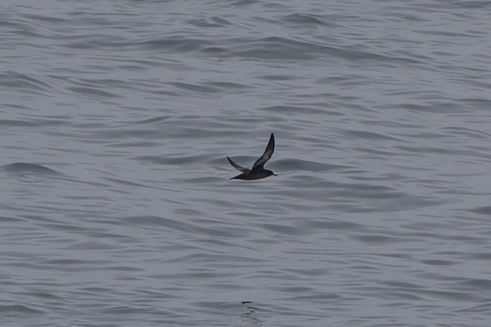 Sooty Shearwater - ML495607701