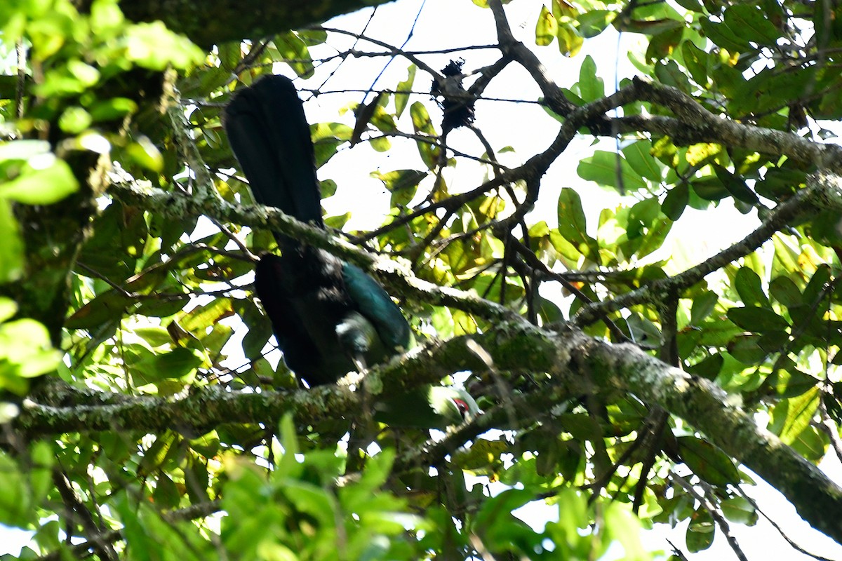 Black-billed Turaco - ML495609691