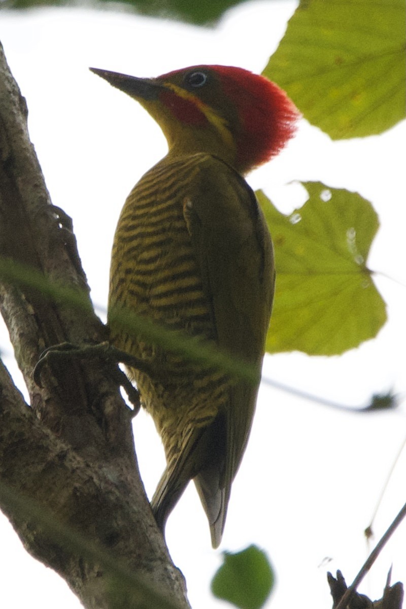 Golden-green Woodpecker - Jonathan Mills-Anderson