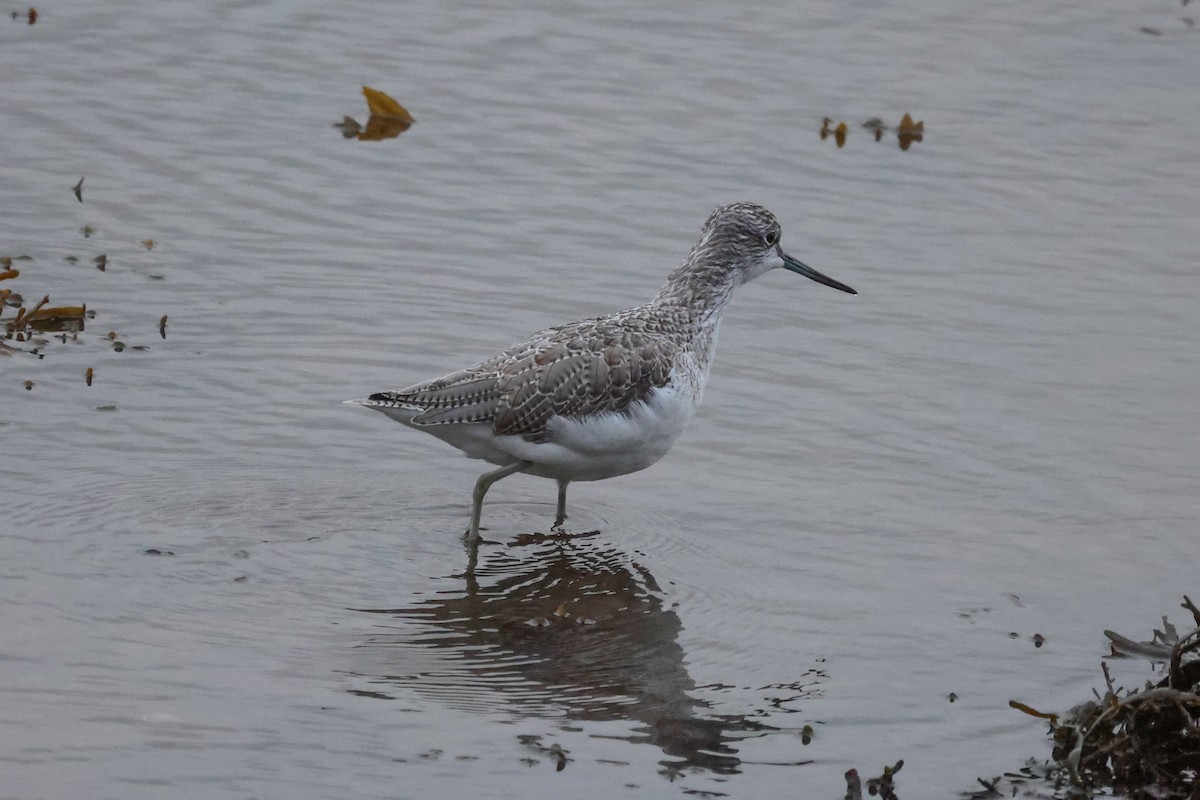 Common Greenshank - ML495612111